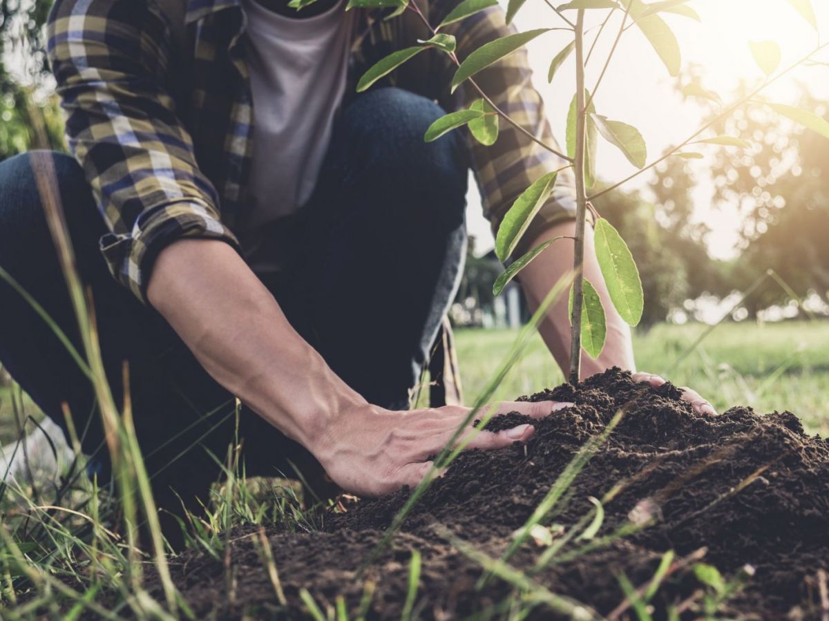 reforest action automotives cloud